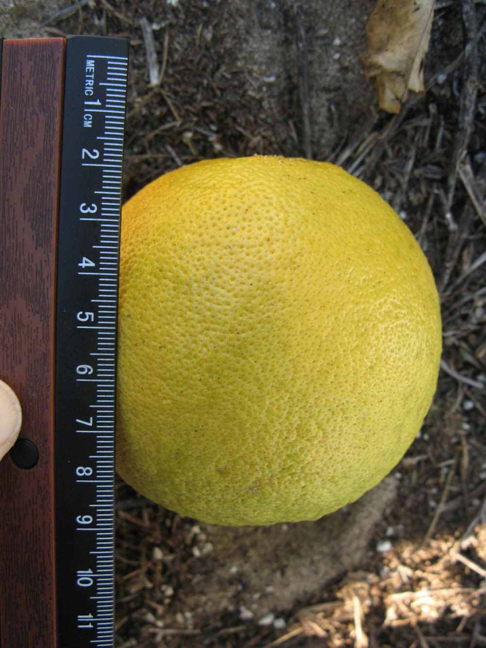              Fruit of  Citrus reticulata   x  Citrus   paradisi      (Nocatee,   Winter Haven, FL)       